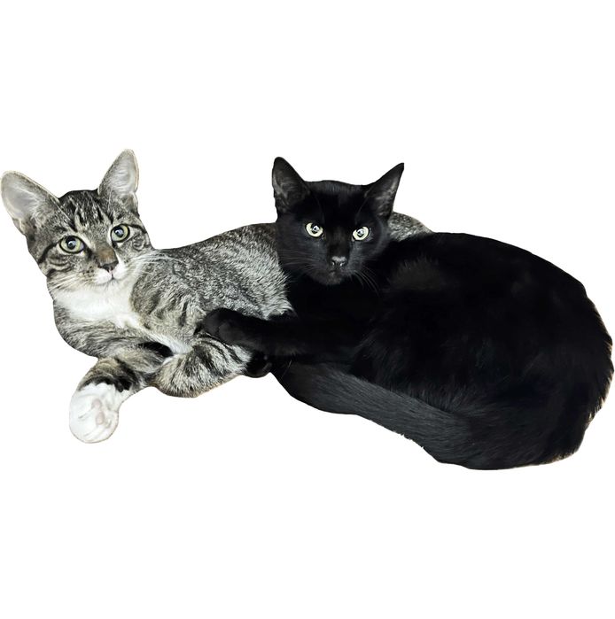 4-miesięczne siostry szukają wspólnego domu!