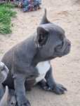 Buldog francuski