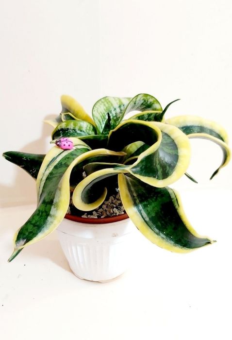 Сансевиерия Sister Twisted