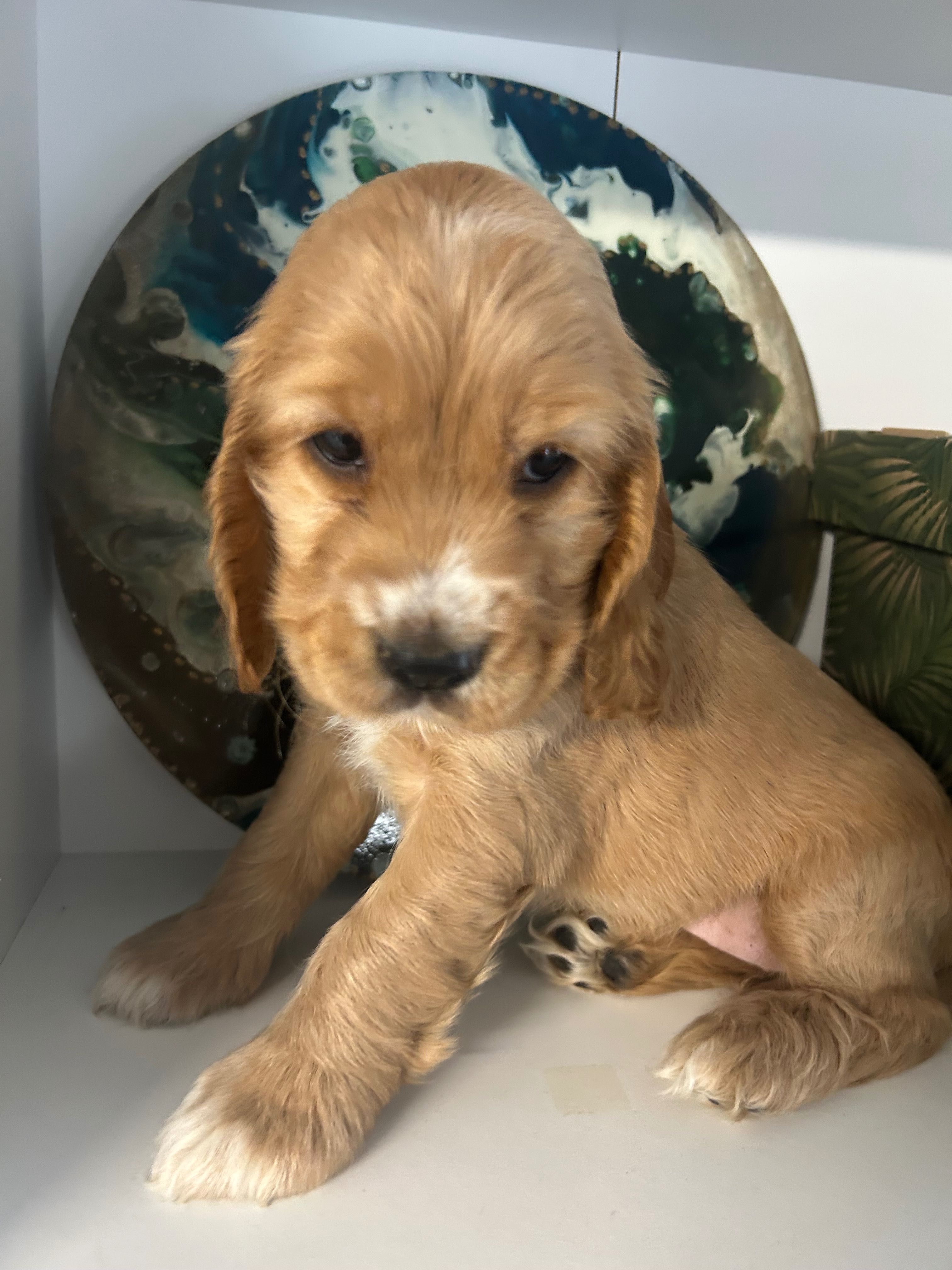 Cocker spaniel angielski