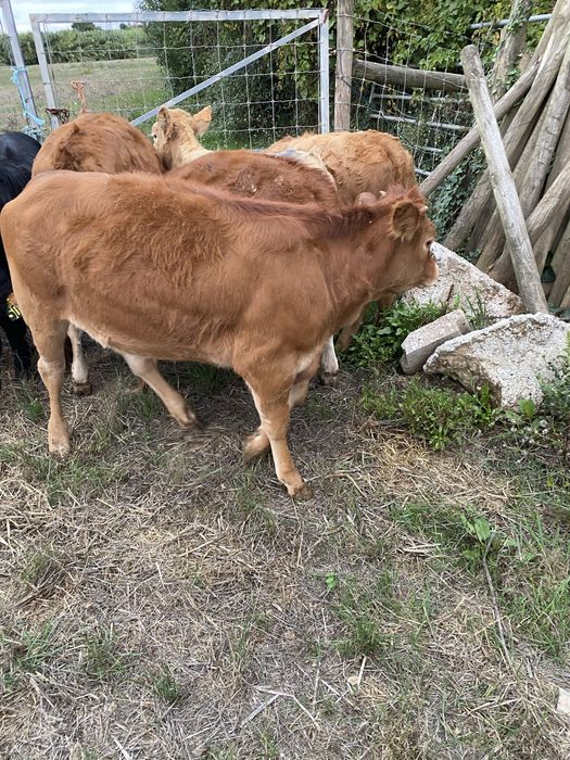Lote de vitelas cx de limousines