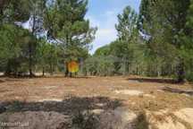 Terreno rustico em Melides