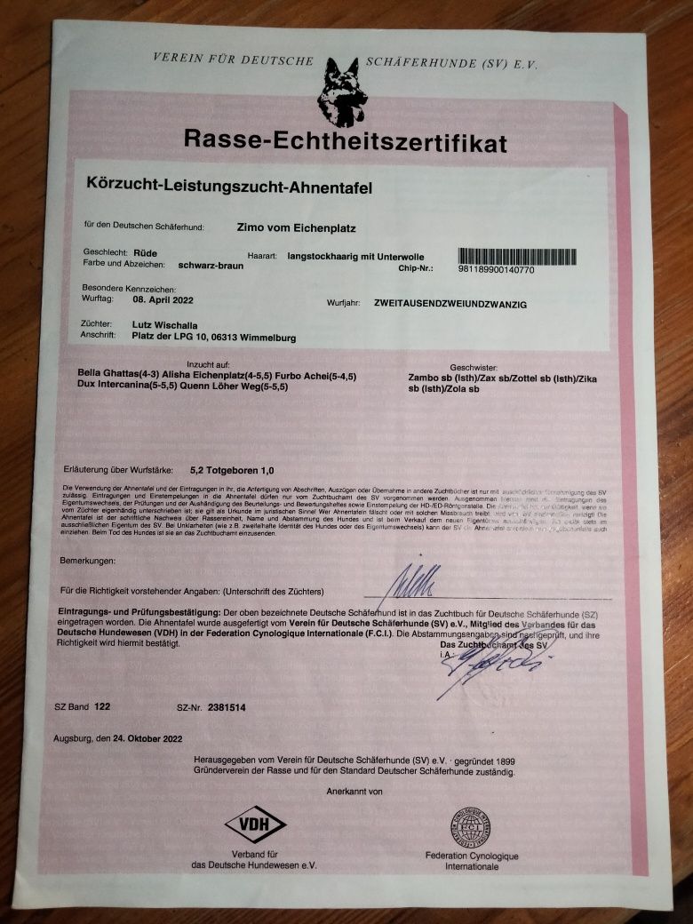Owczarek Niemiecki