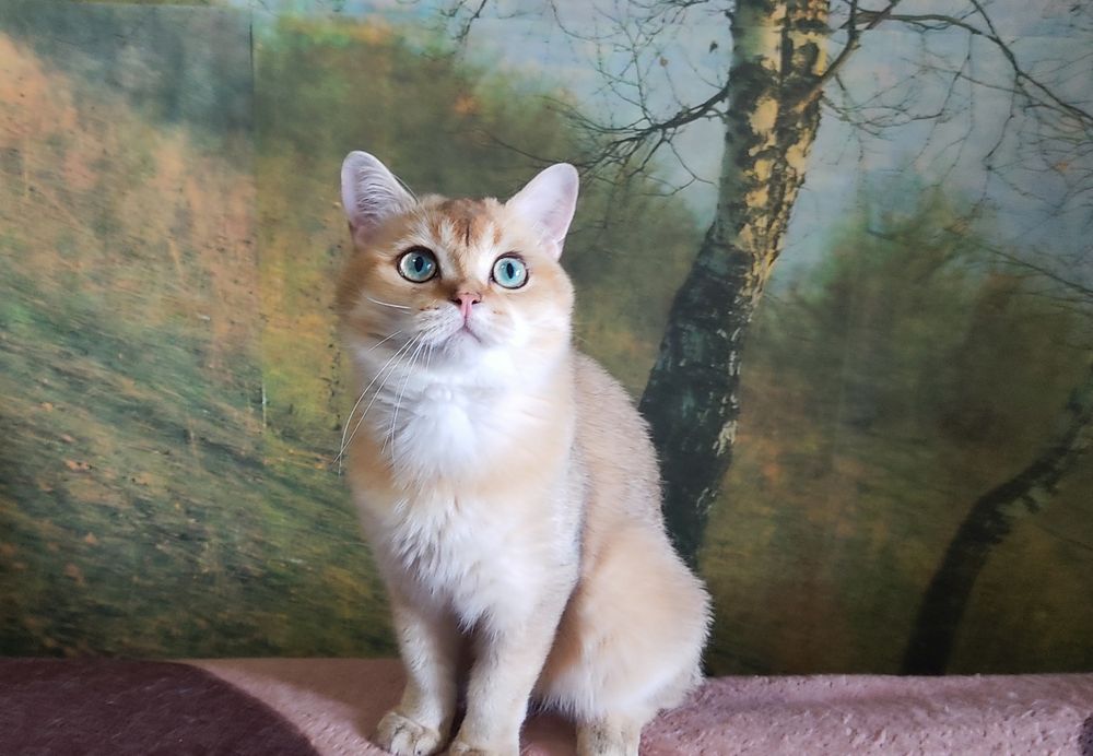 Золота шиншилла котик