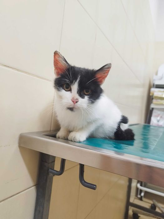 Kotka z Gaju szuka domu.