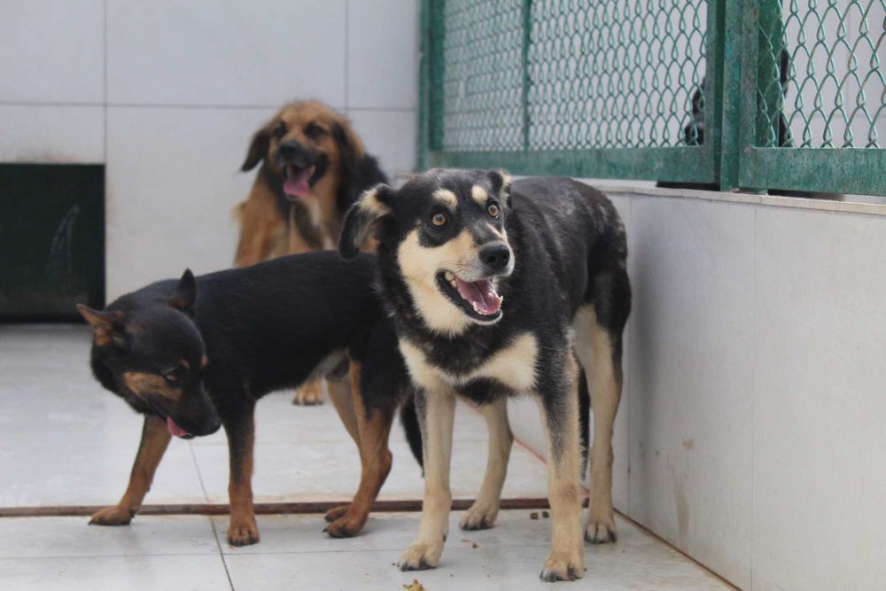 722418 Florka do adopcji
