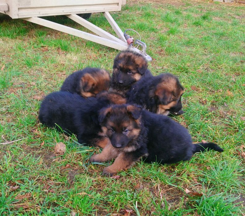 Owczarek niemiecki - szczeniak