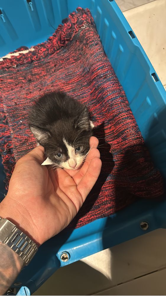 Gatos para adoção