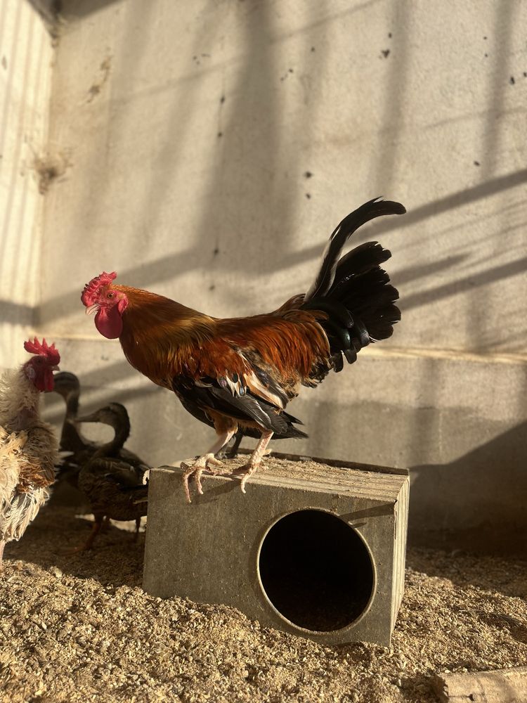 Galo da índia adulto