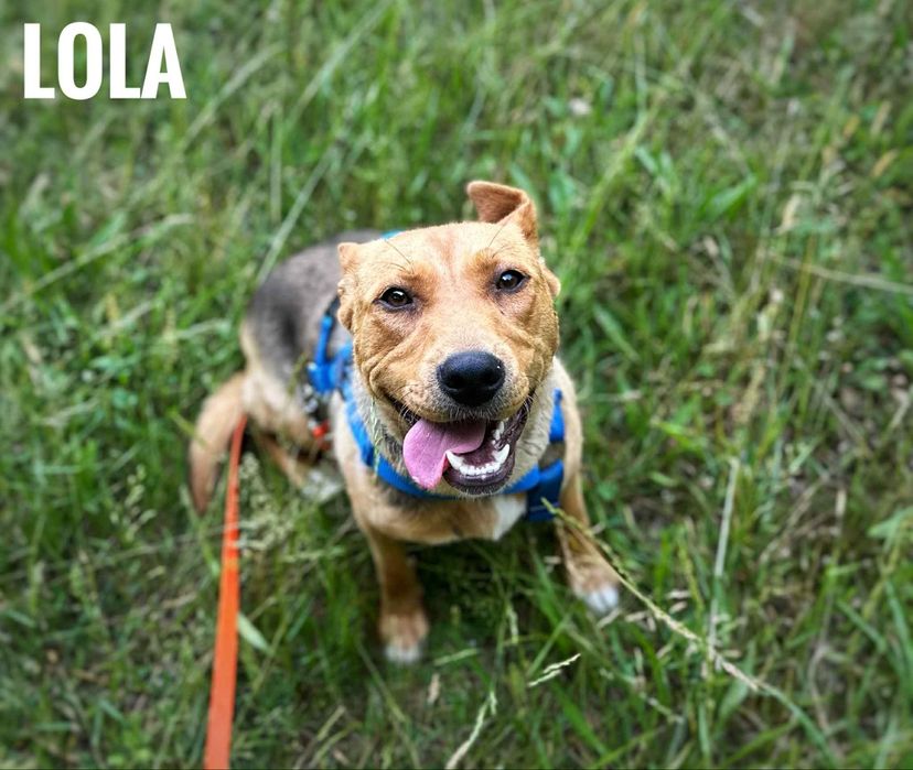 W typie staffika 2 letnia Lola 16kg