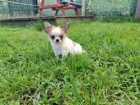 Piesek chihuahua