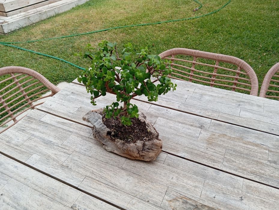 Bonsai planta...