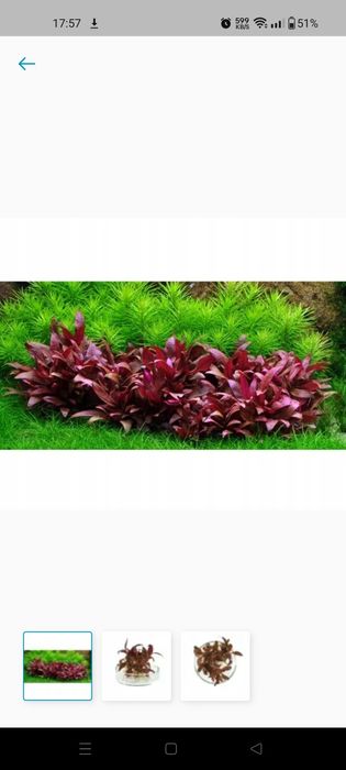 Roślina akwariowa Alternanthera reineckii mini sadzonki z podwodnej  u