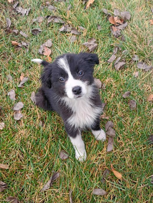 Border Collie śliczny szczeniaczek