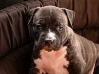 Amstaff. Ast. American staffordshire terrier Suczki  po championie AKC