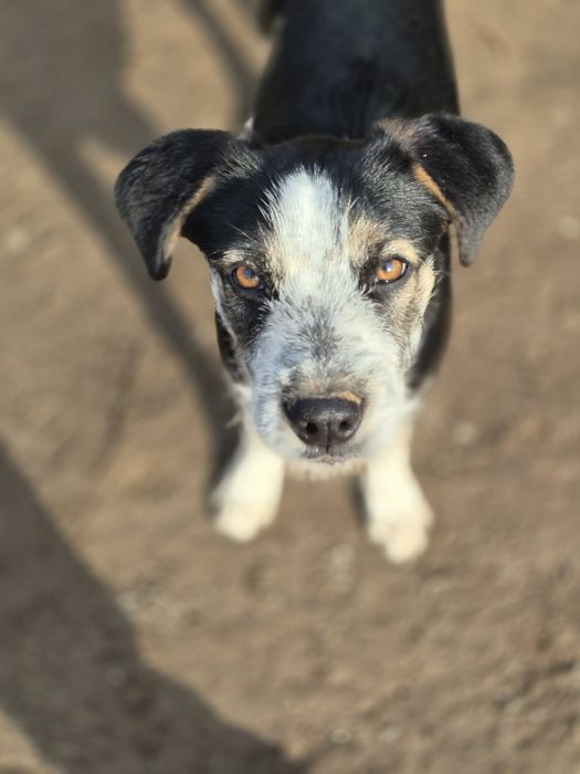 Метиси курцхаара