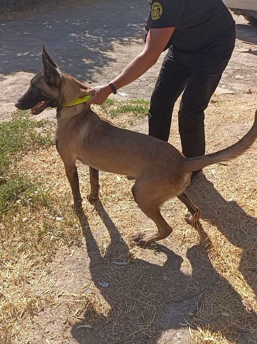 Щенки Малинуа рабочего разведения  Бельгийская Овчарка
