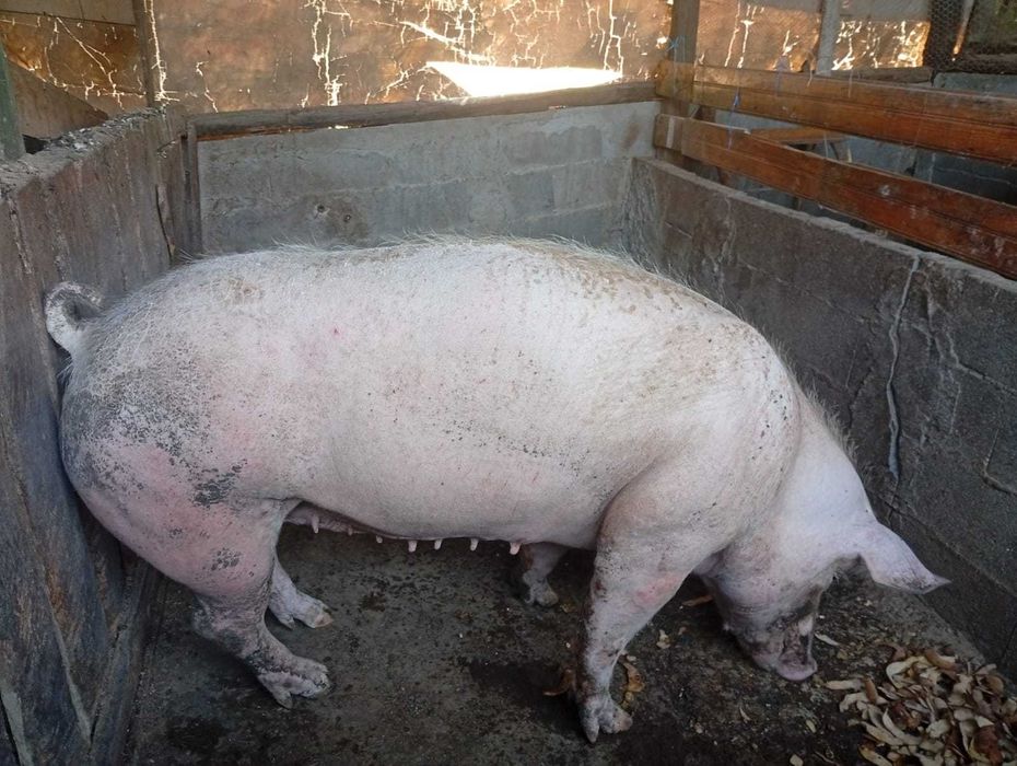 Exelente porca pietrain
