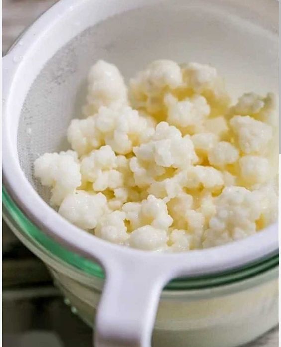 Sementes de kefir para doação