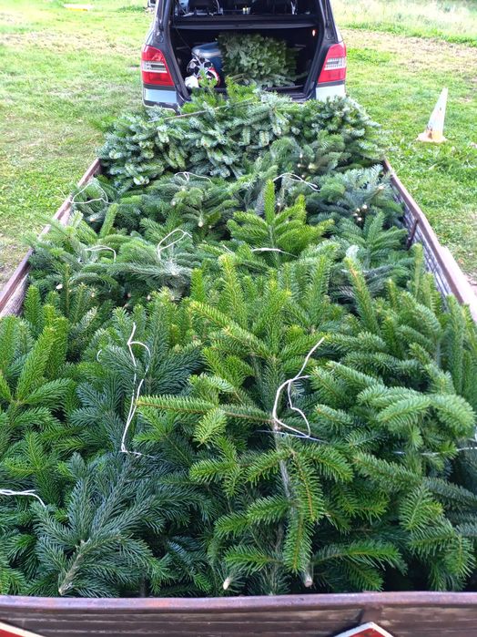 Gałęzie jodły kaukaskiej nordmaniana