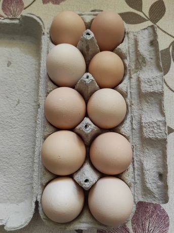 Jajka - 100% ekologiczne bez pasz ( Okolice Krakowa )