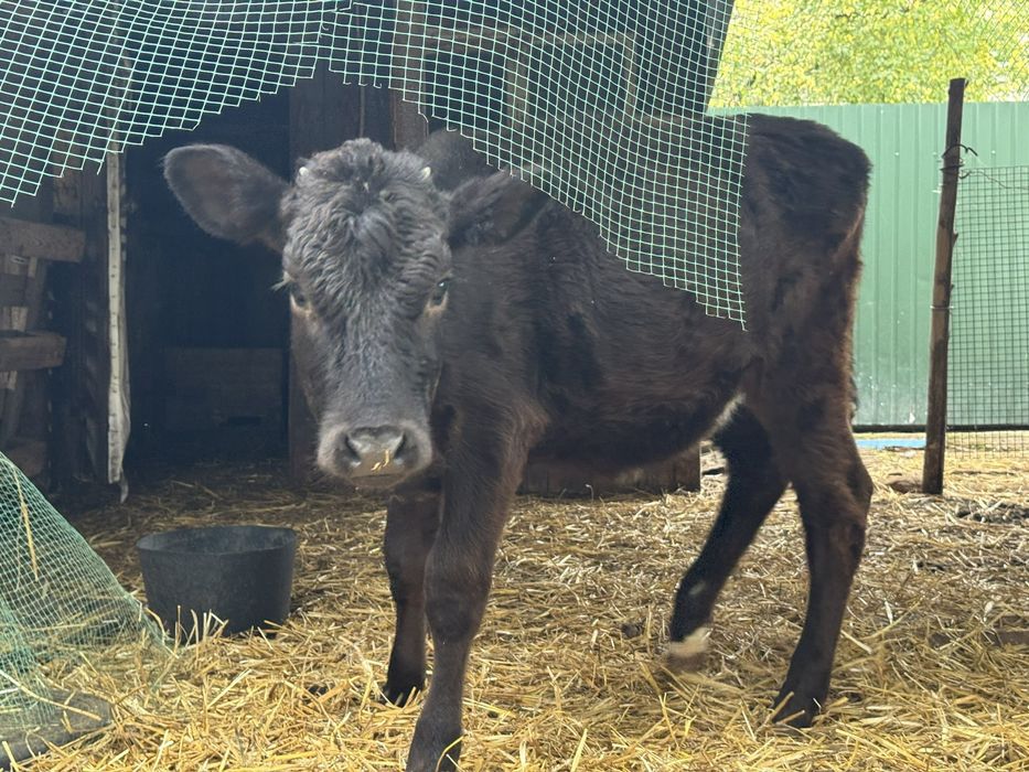 Теличку Джейсерка на тримання.