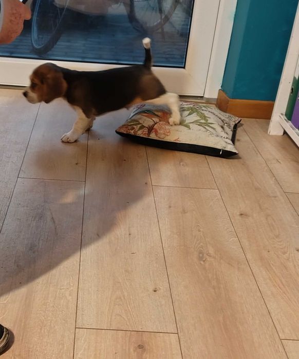 Mądry inteligentny i śliczny piesek