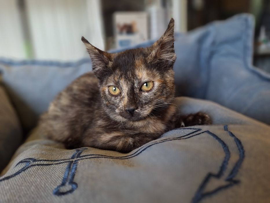 Tiana, para adoção