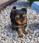 York yorki yorkshire terrier szczeniak szczeniaczek sunia