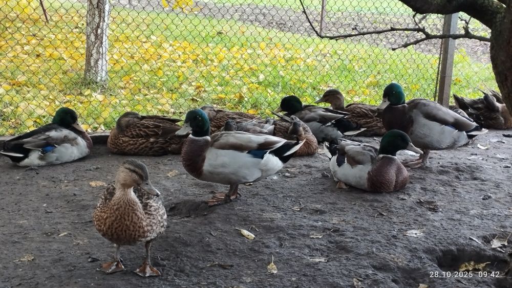 Підсадна качка, кряква