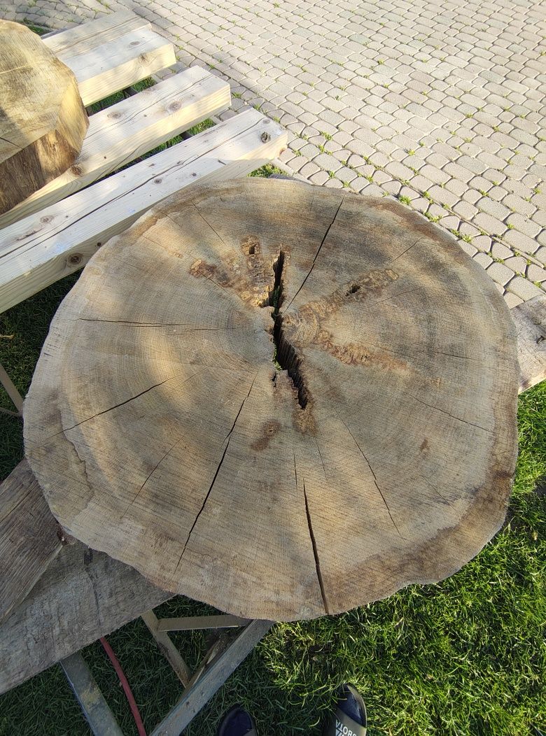 Plaster krążki drewna dąb modrzew jodła