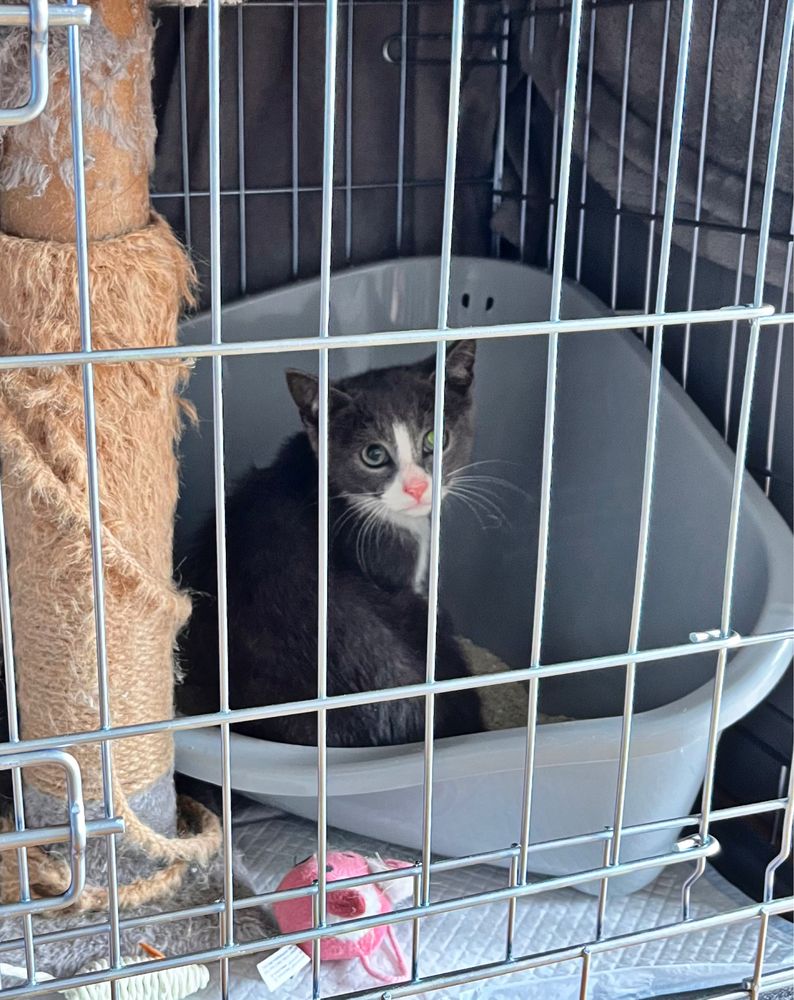 Mały kocurek Jasiu do adopcji