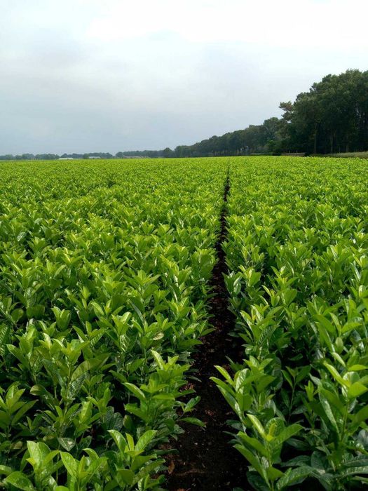 Laurowiśnia caucasica 70-110cm  trasa Słupsk-Koszalin