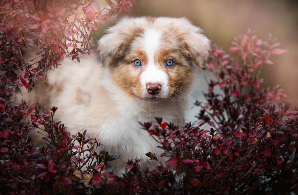 Owczarek australijski (typ amerykański) Piesek Red Merle