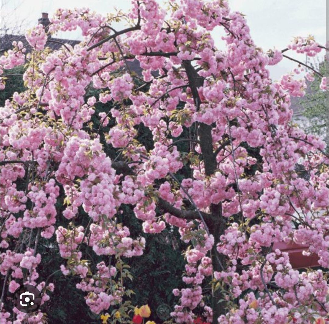 Wiśnia umbraculifera 200 cm kiku shidare zakura na pniu