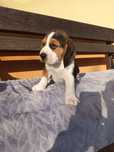 Śliczne Beagle Tricolor