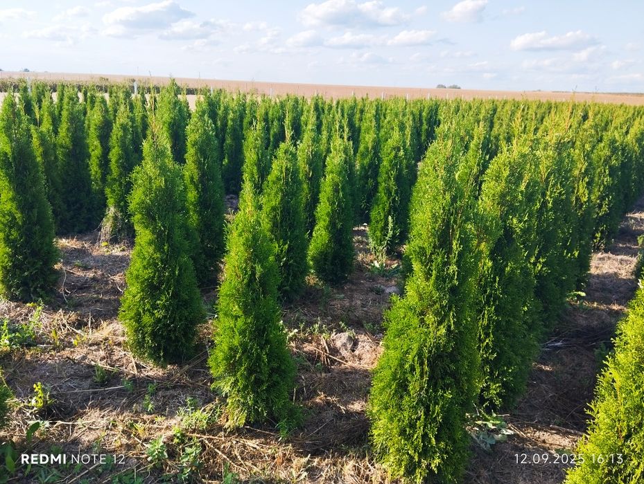 Likwidacja plantacji ,samodzielne kopanie 12 zł