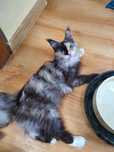 Wyjątkowa Kotka Maine coon Szylkret Niebieskie oczy Jedyna pół twarzy