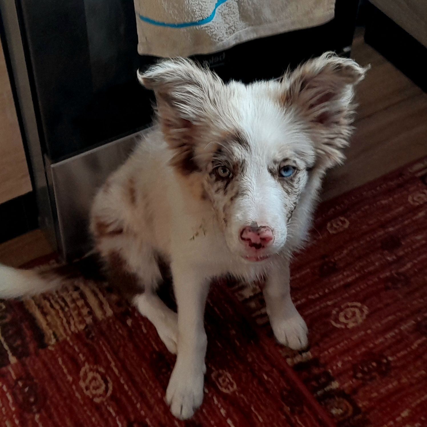 Pies Border Collie