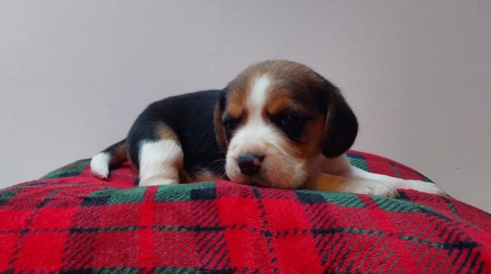 Szczeniak rasy beagle śliczna suczka