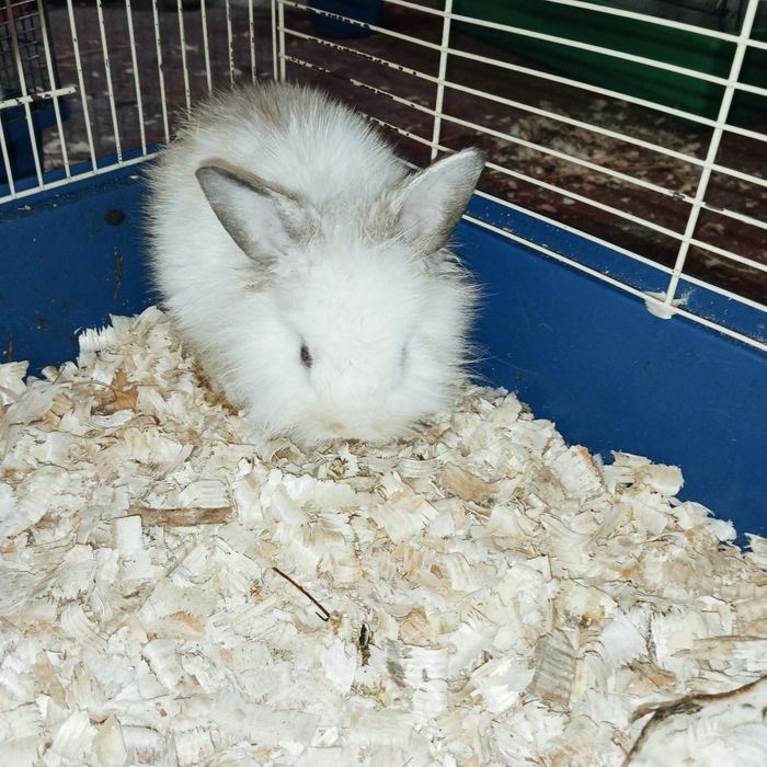 Декоративні кролики