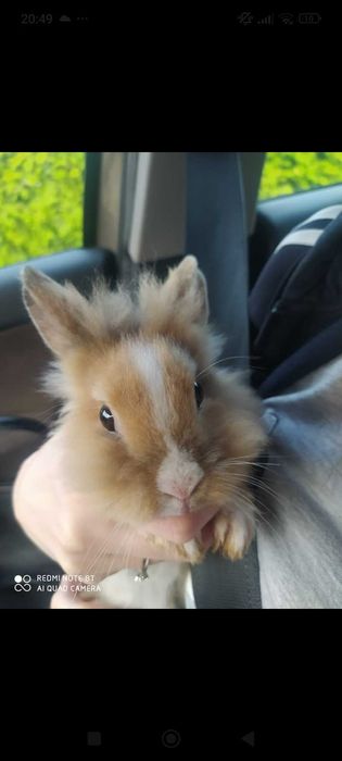 Sprzedam karzełka Teddy oraz samczyka  Teddy