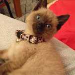Pet sitting ao domicilio e Dog Walking