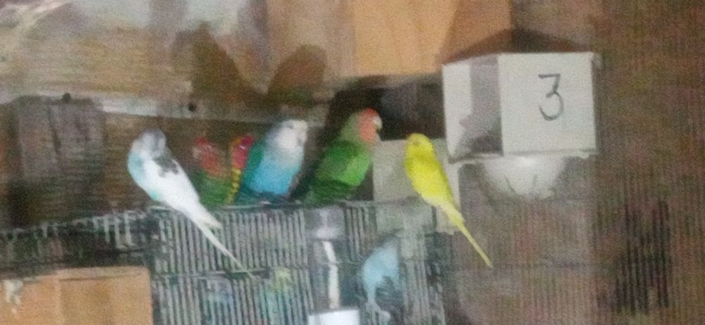 Aves troca por outros