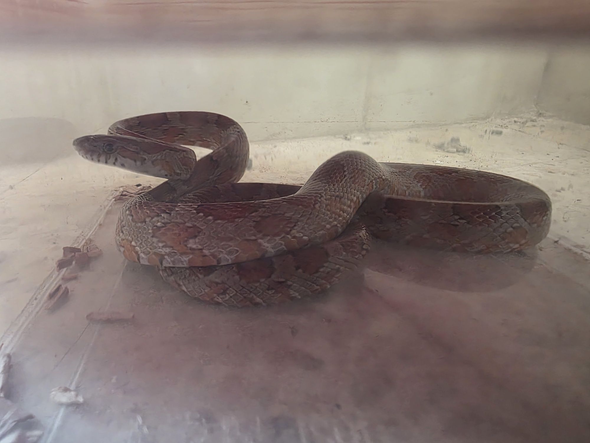 Casal cobras do milho