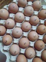 Інкубаційне яйце Декабл Браун