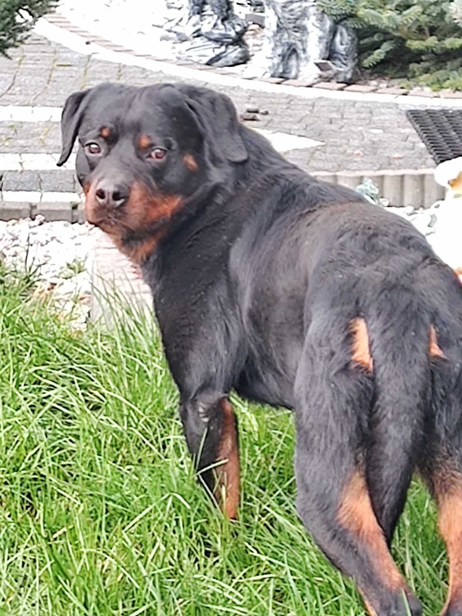 Rottweiler pies 3 letni