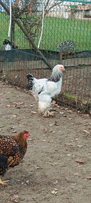 Koguty Wyandotta złotołuskowana Brahma gronostajowa i Kochin złoty.