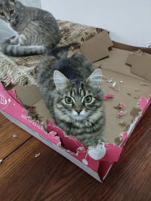 Шукають дім дві кішечки!(Дівчата)