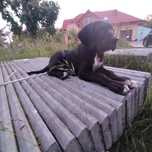 Dog niemiecki piesek